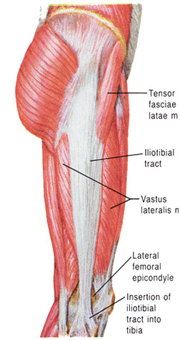 Diagram of the knee 
