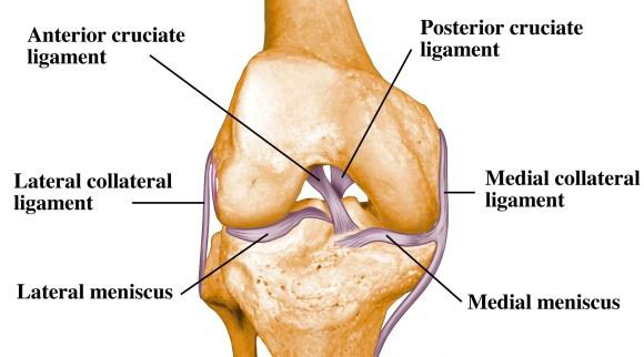 Diagram of the knee 